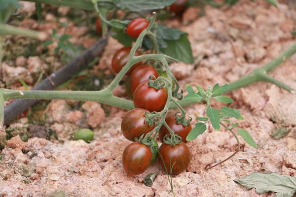 CÀ CHUA TRÁI CÂY SOCOLA