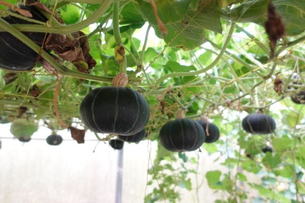 Bí Đỏ Nhật Da Xanh – Siêu Thực Phẩm Tốt Cho Gia Đình Và Trẻ Nhỏ