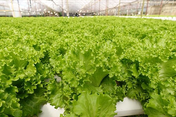 VƯỜN RAU THUỶ CANH