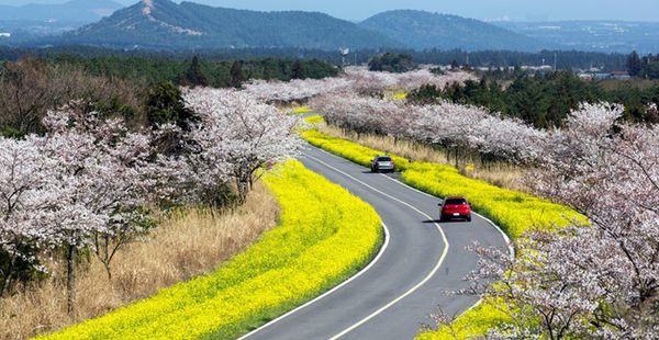 Jeju dự kiến thu phí hơn 6 USD mỗi ngày