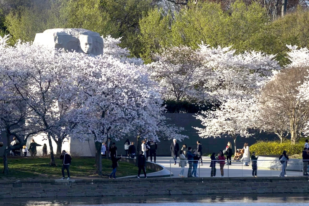 Hoa anh đào bung nở ở Washington