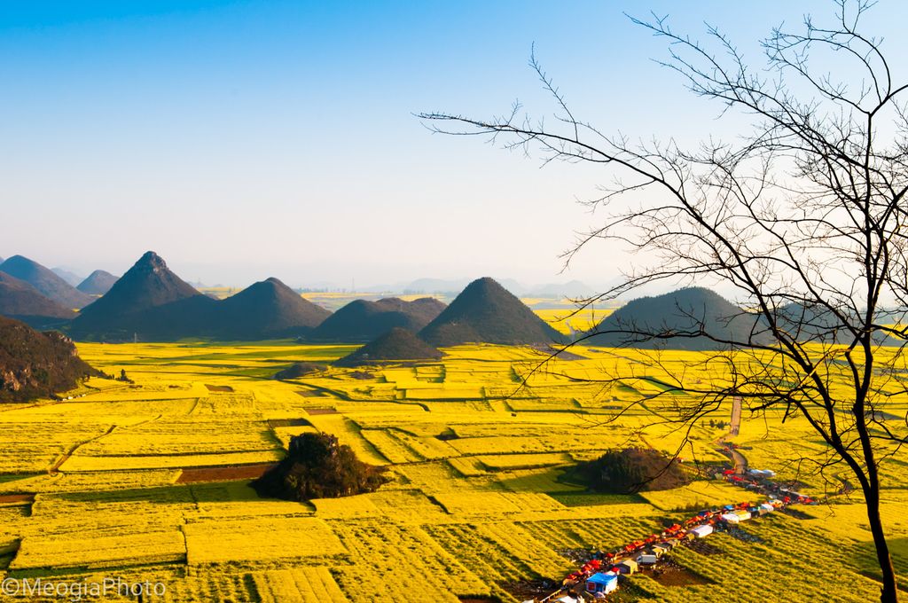Ngất ngây với thiên đường hoa cải La Bình