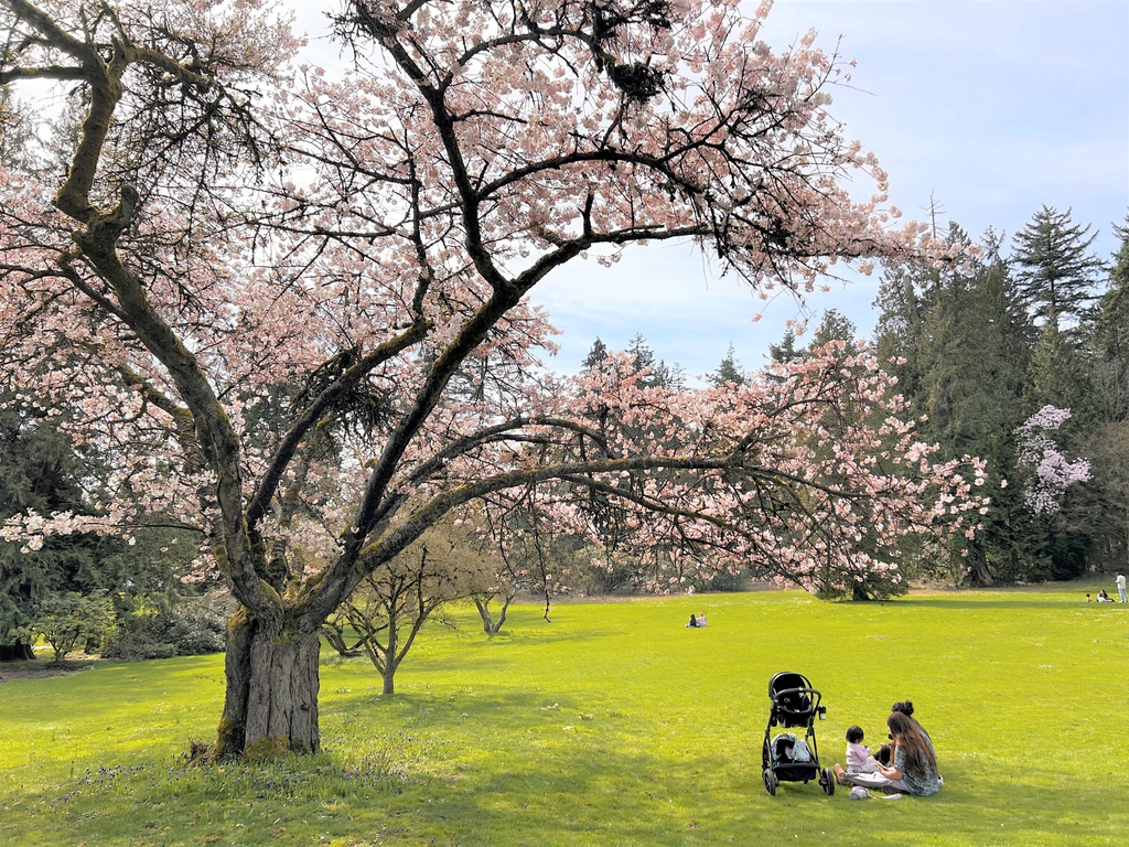 Anh đào bung nở bừng sáng Vancouver