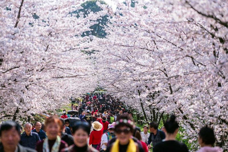 9 địa điểm để ngắm hoa anh đào bên ngoài Nhật Bản