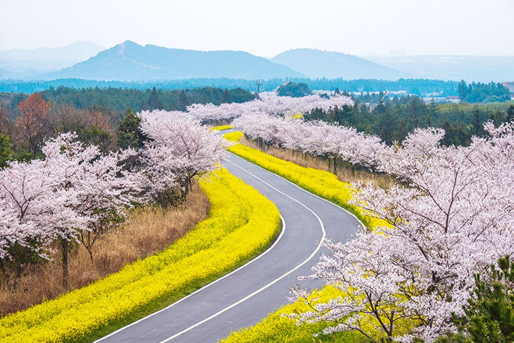 10 điểm ngắm hoa đào tại Hàn Quốc