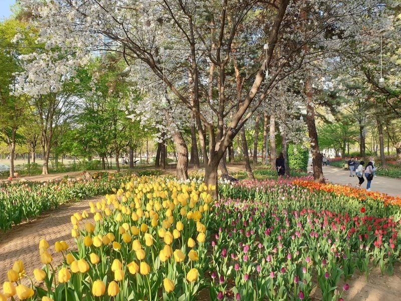 Seoul Forest tuyệt tác thiên nhiên và kiến trúc giữa lòng thủ đô