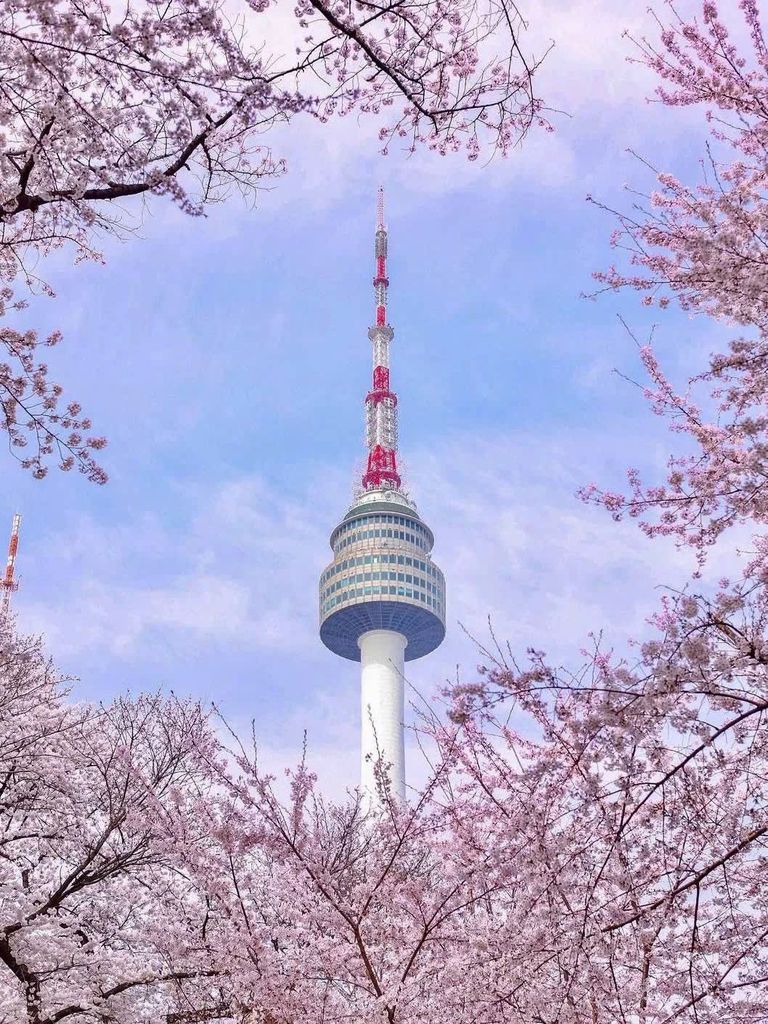 🌸 Mùa Anh Đào rực rỡ - Đi ngay đừng bỏ lỡ! ✨