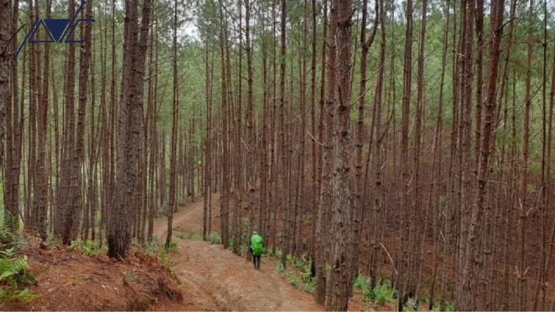 trekking tự túc và theo tour