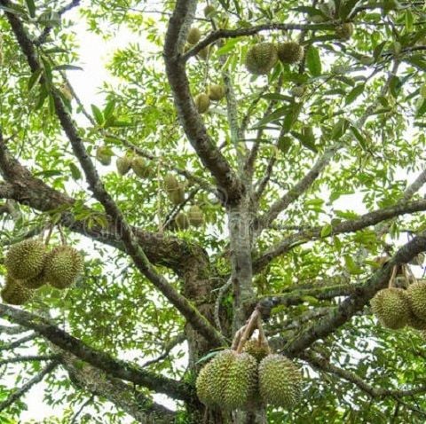 5 BƯỚC PHỤC HỒI SẦU RIÊNG SAU THU HOẠCH HIỆU QUẢ BÀ CON NÊN LÀM