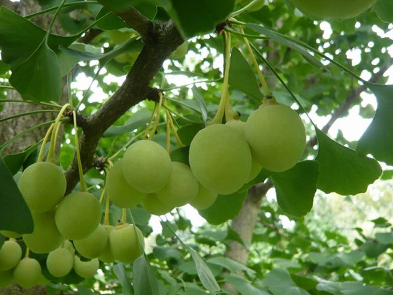 Bạch quả: Đặc điểm, bào chế, công dụng và cách sử dụng