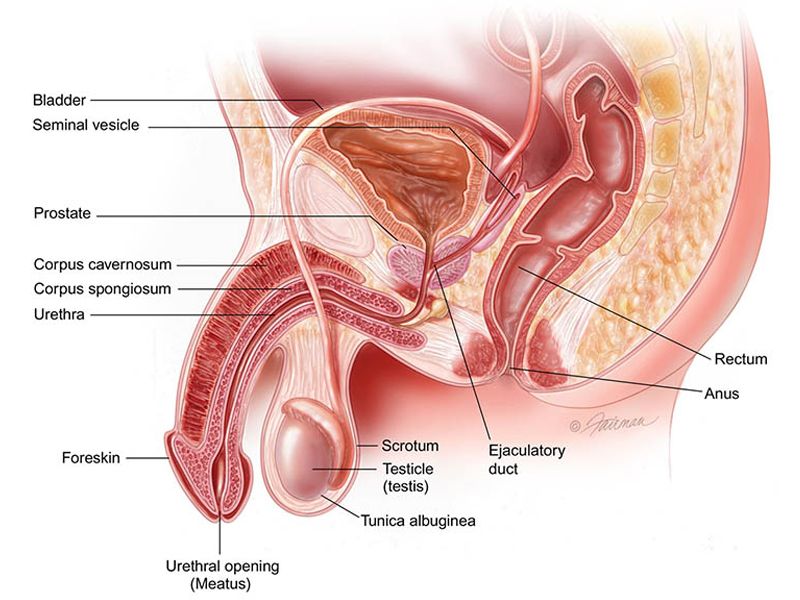Bệnh Xuất tinh sớm: Nguyên nhân, dấu hiệu, chẩn đoán và điều trị