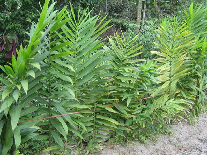 Can khương: Đặc điểm, bào chế, công dụng và cách sử dụng