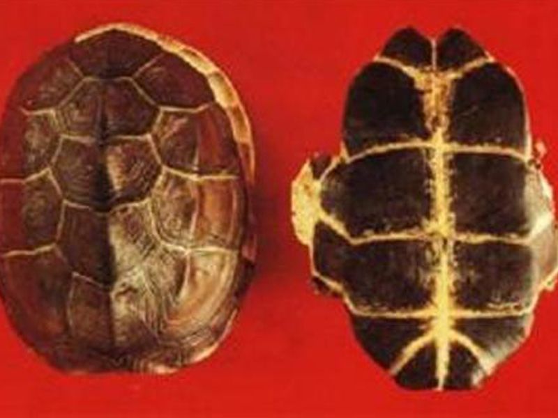 Cao quy bản: Đặc điểm, bào chế, công dụng và cách sử dụng