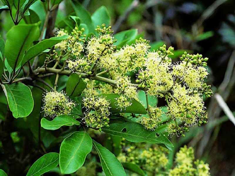 Cây Nam sâm: Đặc điểm, bào chế, công dụng và cách sử dụng