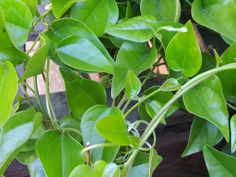 Sương sâm: Đặc điểm, bào chế, công dụng và cách sử dụng