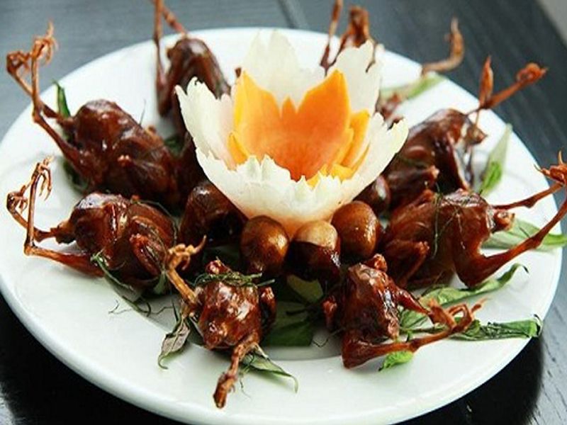Dược thiện từ chim sẻ giúp chữa nhiều bệnh