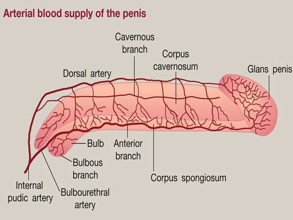 Chữa vô sinh, rối loạn cương dương bằng hệ thống trị liệu ESWT E300