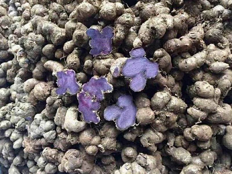 Ngải tím: Loại củ rừng siêu đắt, đặt trước vài tháng mới có