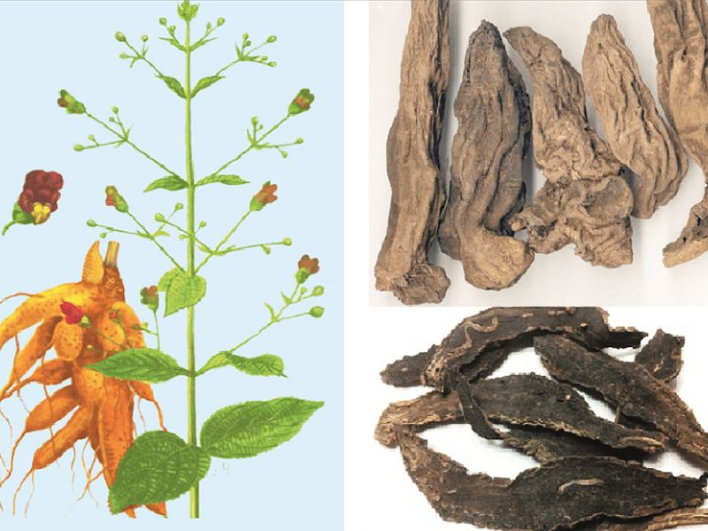 Cây Huyền sâm: Đặc điểm, bào chế, công dụng và cách sử dụng