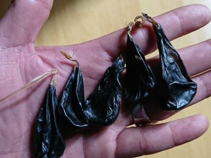 Mật kỳ đà: Đặc điểm, bào chế, công dụng và cách sử dụng