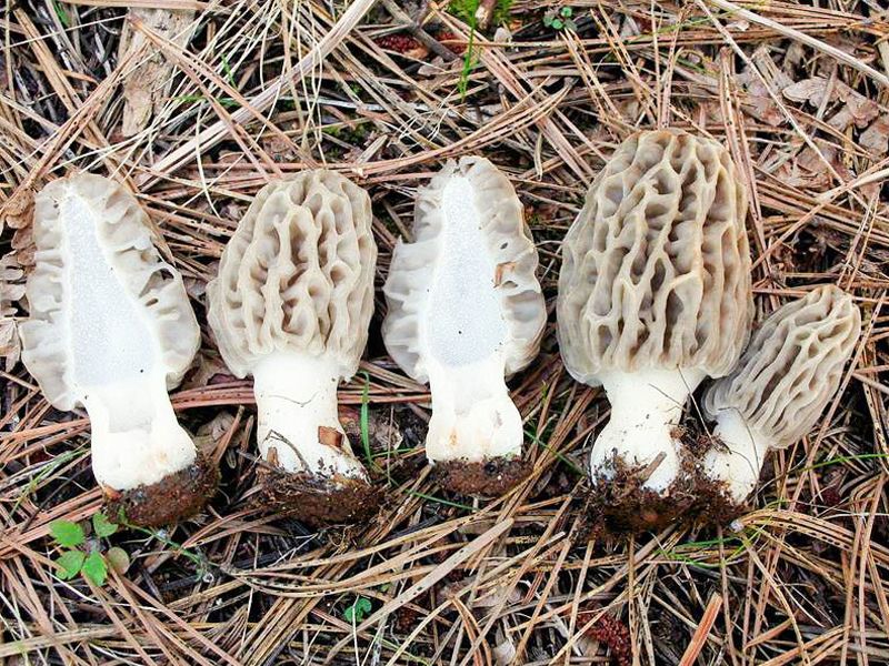 Nấm bụng dê: Đặc điểm, bào chế, công dụng và cách sử dụng