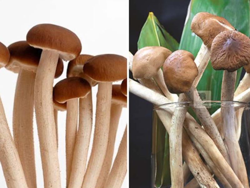 Nấm cây trà: Đặc điểm, bào chế, công dụng và cách sử dụng