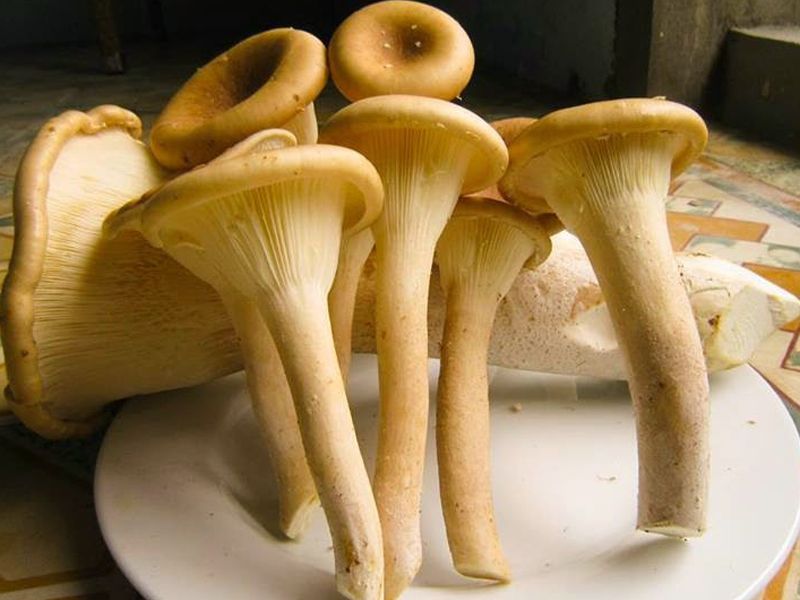 Nấm chân dài: Đặc điểm, bào chế, công dụng và cách sử dụng