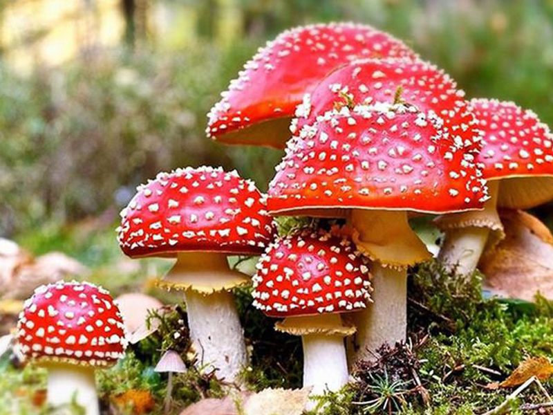 Nấm đỏ: Đặc điểm, bào chế, công dụng và cách sử dụng