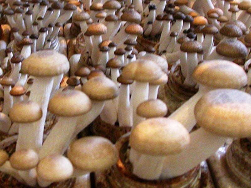 Nấm đùi gà: Đặc điểm, bào chế, công dụng và cách sử dụng