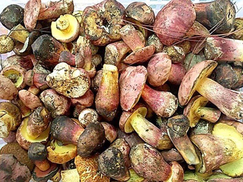 Nấm gan bò: Đặc điểm, bào chế, công dụng và cách sử dụng