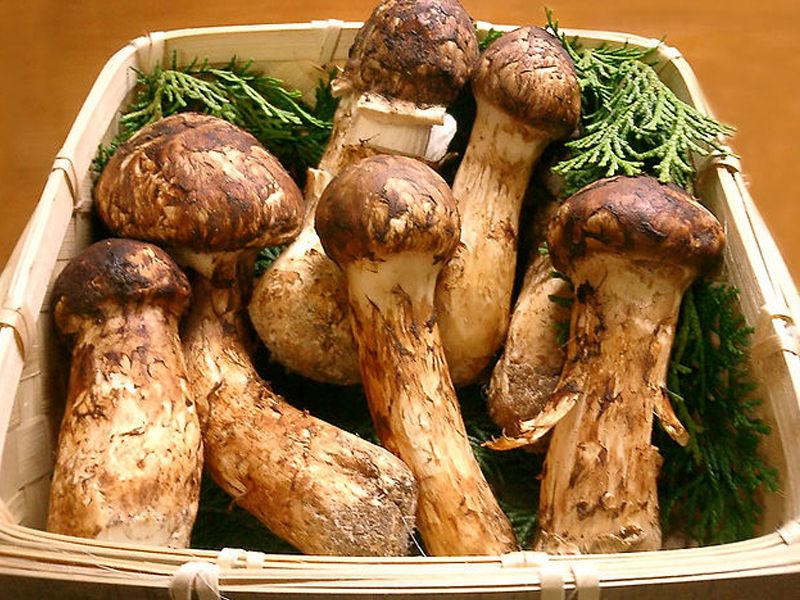 Nấm kê tùng: Đặc điểm, bào chế, công dụng và cách sử dụng