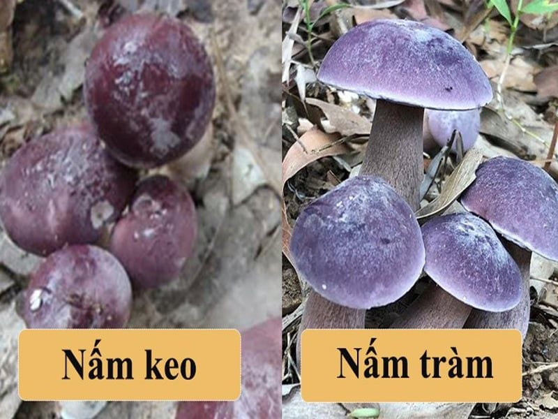 Nấm keo: Đặc điểm, bào chế, công dụng và cách sử dụng
