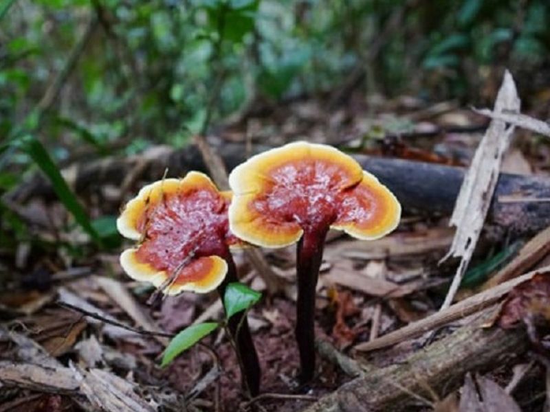 Nấm linh chi cổ cò: Đặc điểm, bào chế, công dụng và cách sử dụng