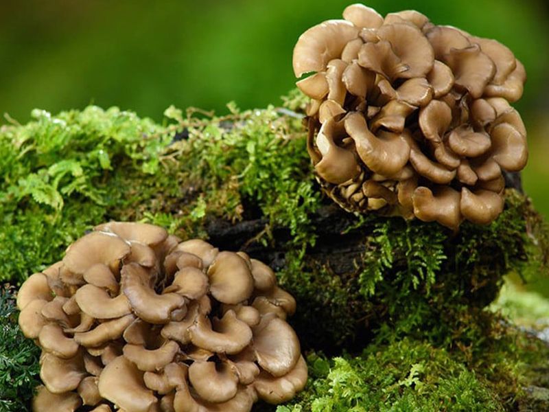 Nấm maitake: Đặc điểm, bào chế, công dụng và cách sử dụng