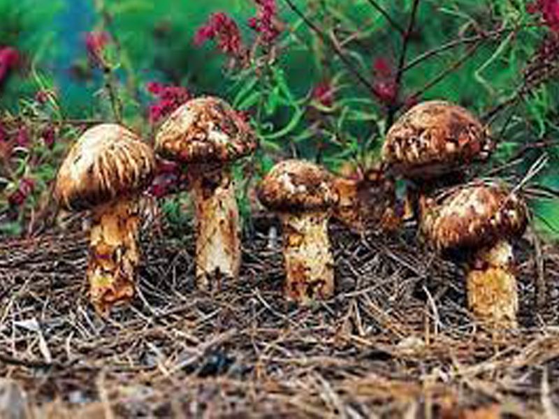 Nấm Matsutake: Đặc điểm, bào chế, công dụng và cách sử dụng