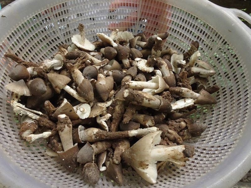 Nấm mối: Đặc điểm, bào chế, công dụng và cách sử dụng