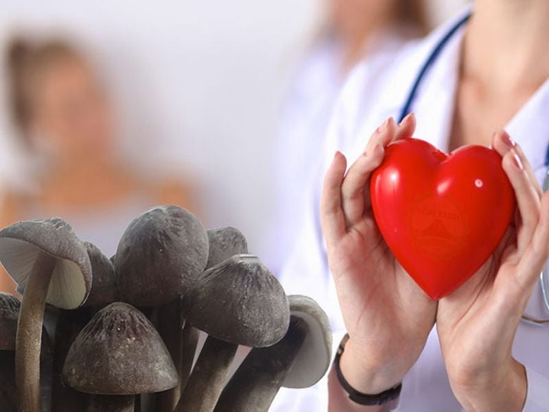 Nấm mối đen: Đặc điểm, bào chế, công dụng và cách sử dụng