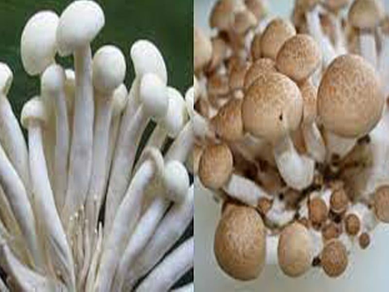 Nấm ngọc châm: Đặc điểm, bào chế, công dụng và cách sử dụng