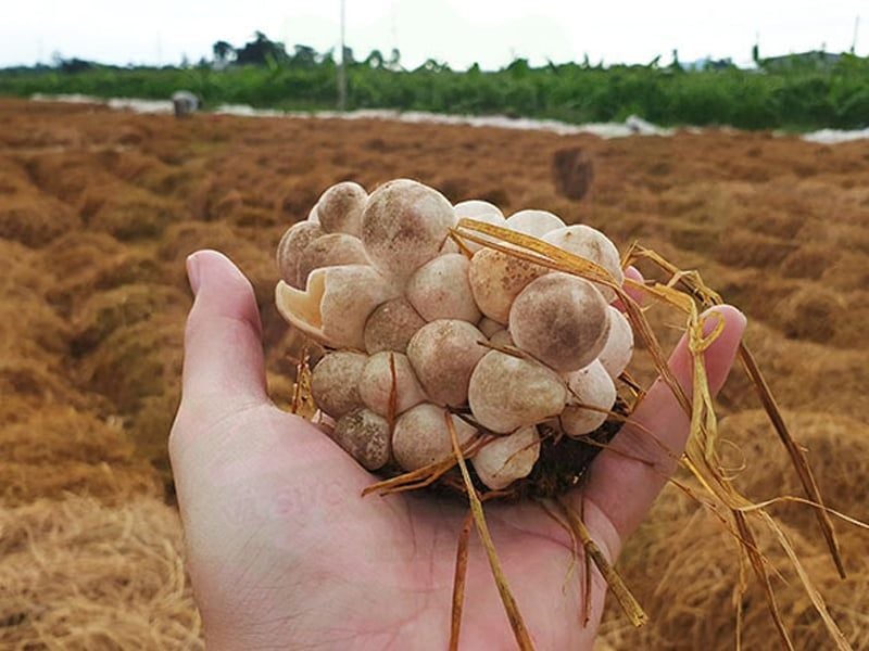 Nấm rơm: Đặc điểm, bào chế, công dụng và cách sử dụng