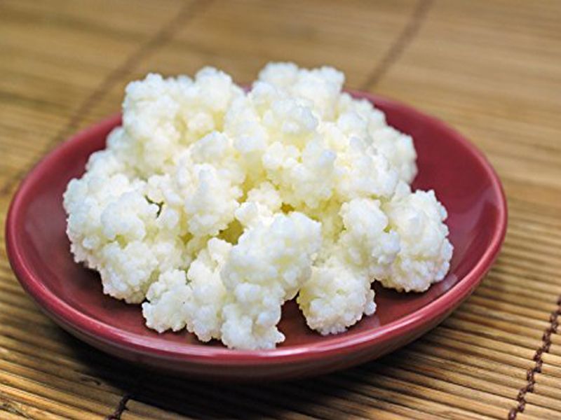 Nấm sữa Kefir: Đặc điểm, bào chế, công dụng và cách sử dụng
