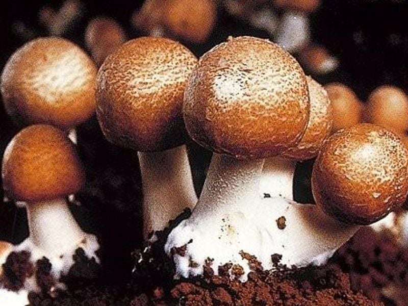 Nấm thái dương: Đặc điểm, bào chế, công dụng và cách sử dụng