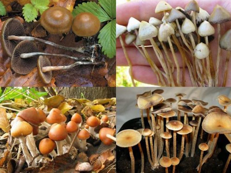 Nấm thức thần: Đặc điểm, bào chế, công dụng và cách sử dụng