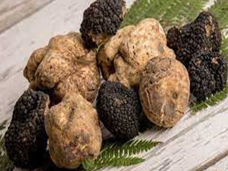 Nấm truffle: Đặc điểm, bào chế, công dụng và cách sử dụng