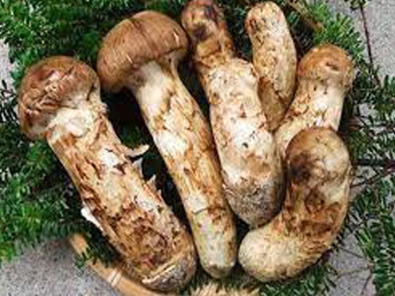 Nấm tùng nhung: Đặc điểm, bào chế, công dụng và cách sử dụng