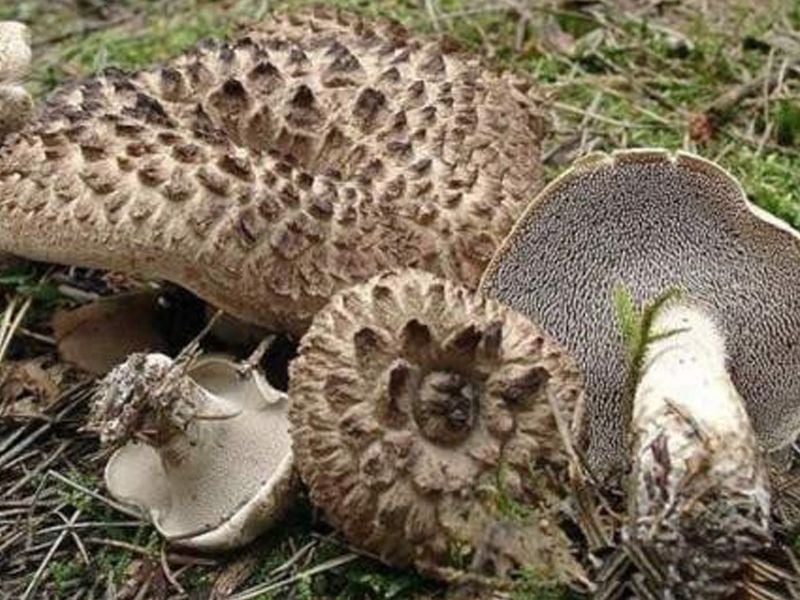 Nấm vuốt hổ đen: Đặc điểm, bào chế, công dụng và cách sử dụng