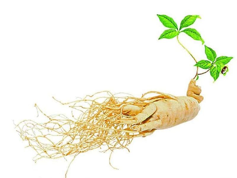 Nhân sâm: Đặc điểm, bào chế, công dụng và cách sử dụng