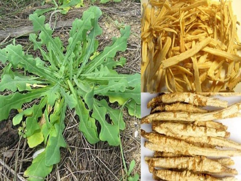 Sa sâm: Đặc điểm, bào chế, công dụng và cách sử dụng