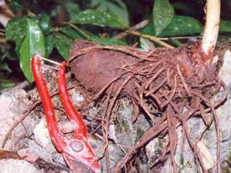 Sâm 7 lá: Đặc điểm, bào chế, công dụng và cách sử dụng