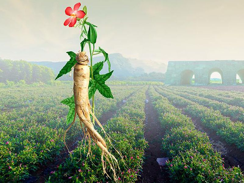 Sâm báo: Đặc điểm, bào chế, công dụng và cách sử dụng