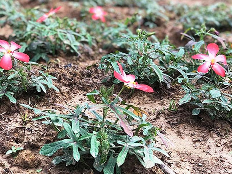 Sâm bố chính: Đặc điểm, bào chế, công dụng và cách sử dụng